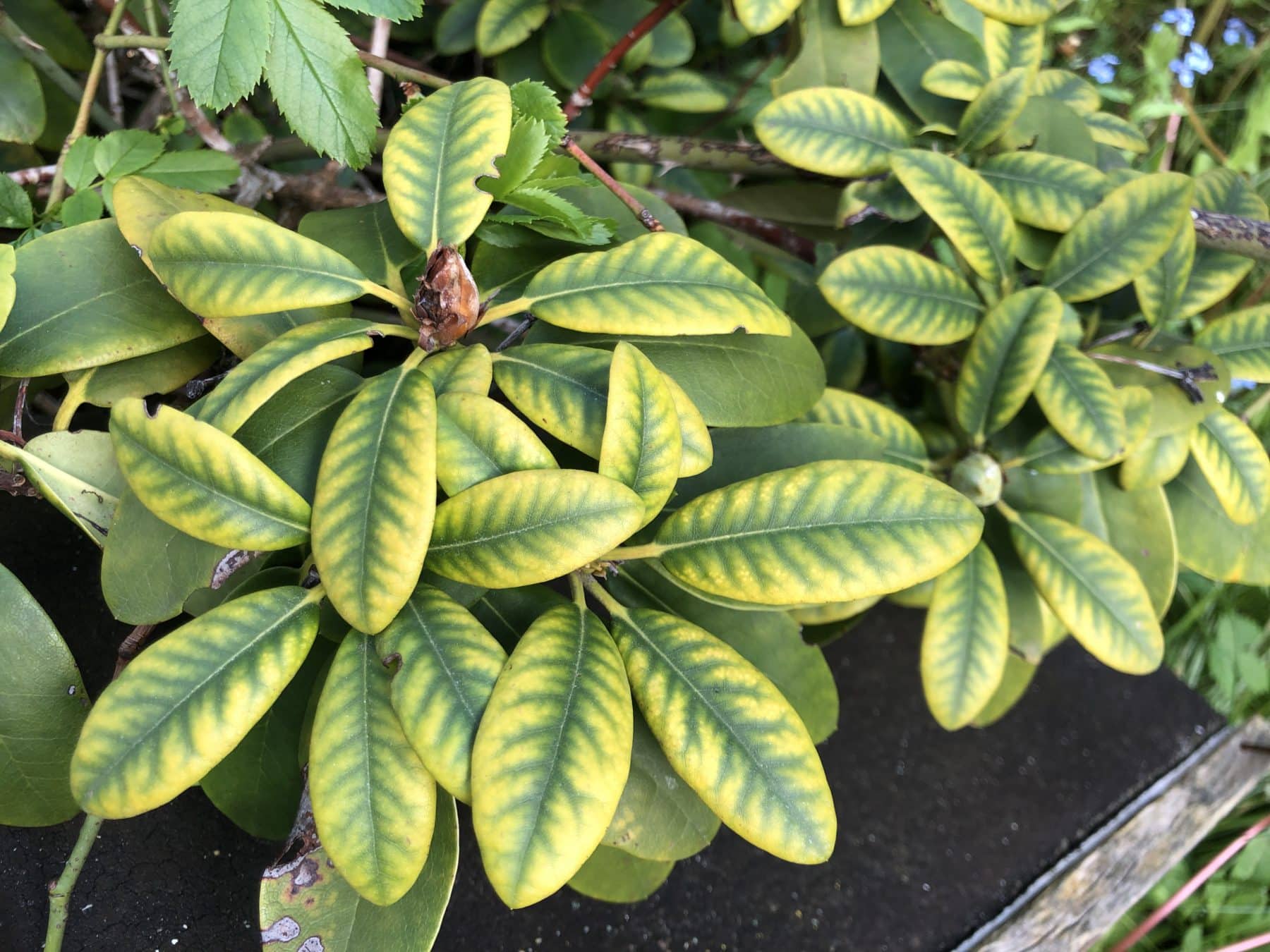 Rhododendron Pflegen Was Sie Gegen Gelbe Bl Tter Tun K Nnen